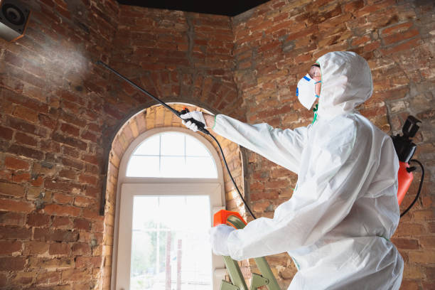 Best Attic Mold Removal  in St Jaco, IL