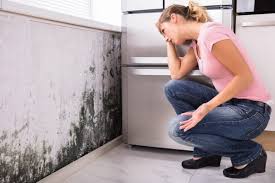 Trusted St Jaco, IL Mold Removal Services Experts